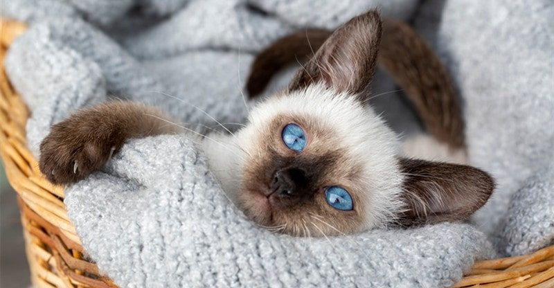 5 Enjoyable Info About Siamese Cats